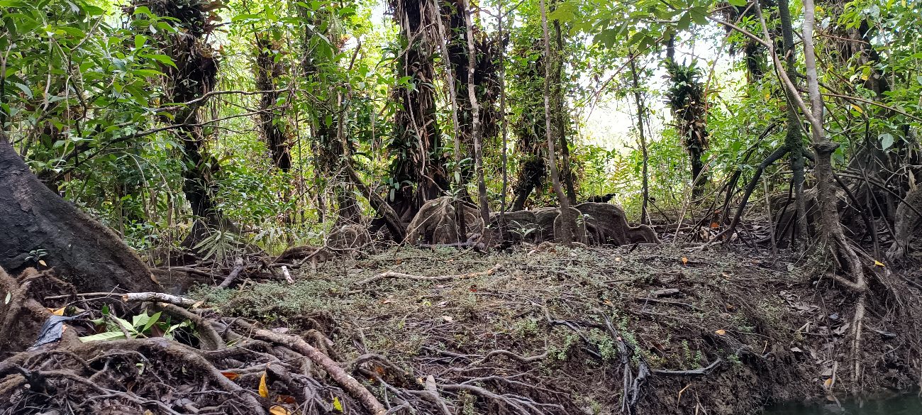 Raíces de manglar sobre el agua