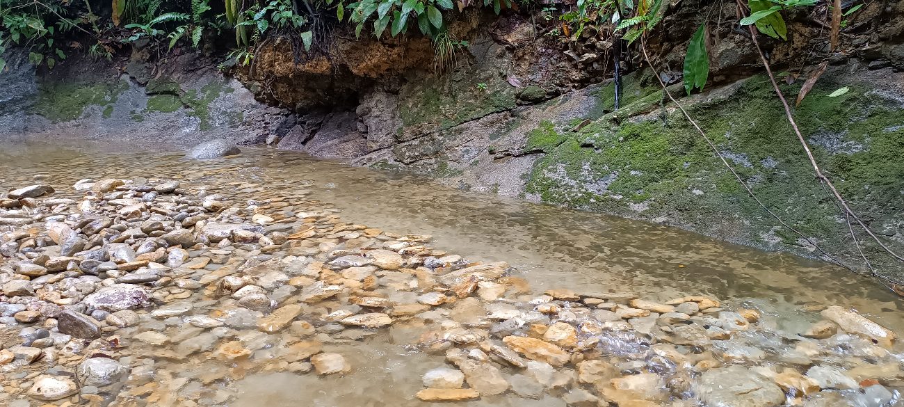 Orilla del manglar con conchas de piangua